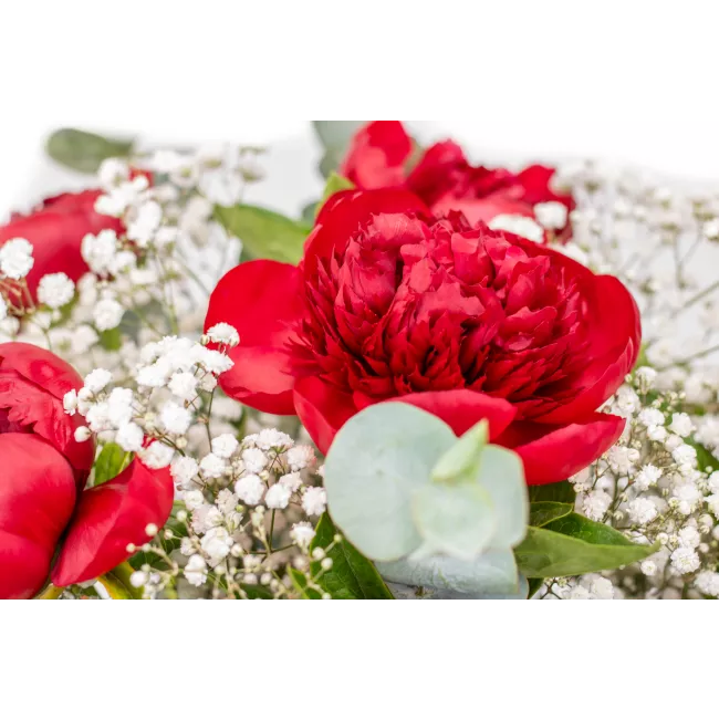 Bouquet of burgundy peonies